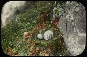 Image of Eider Nest, 1 Chick, 1 Egg